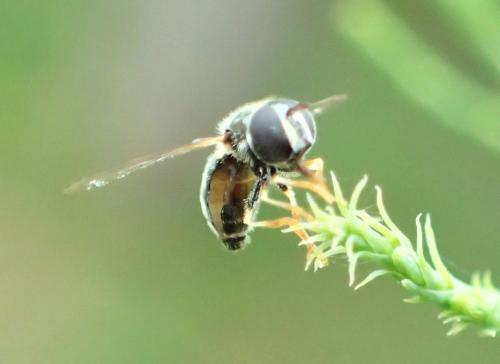 Paragus sp.